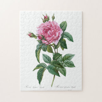 Gallic Pink Rose Flower Vintage Old Illustration Jigsaw Puzzle
