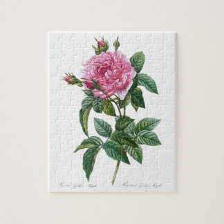 Gallic Pink Rose Flower Vintage Old Illustration Jigsaw Puzzle