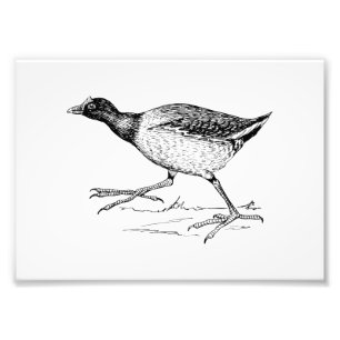 Gallinule Bird Drawing Photo Print