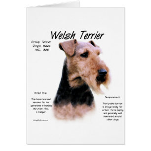 Gallois Terrier Histoire; À propos de Welsh Terrie