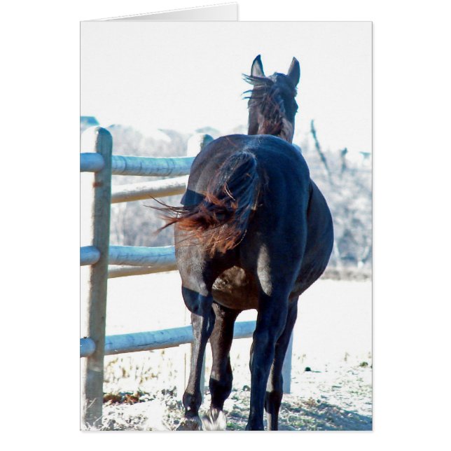 Gallop Away (Front)