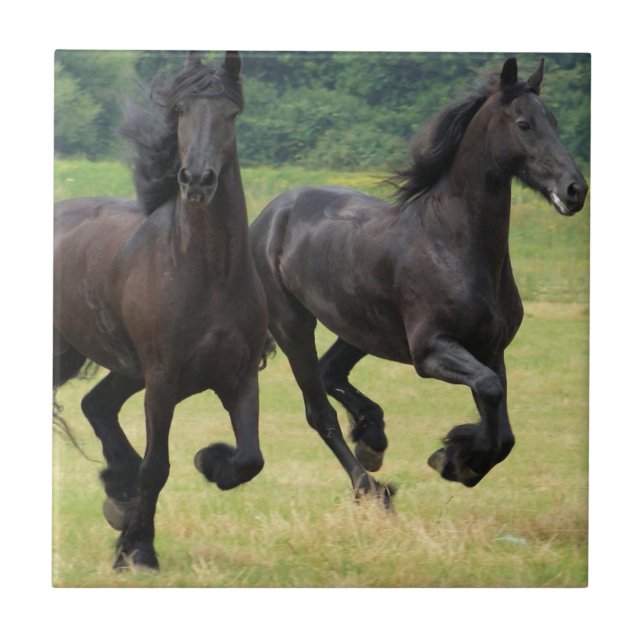Galloping Friesian Horses Tile (Front)