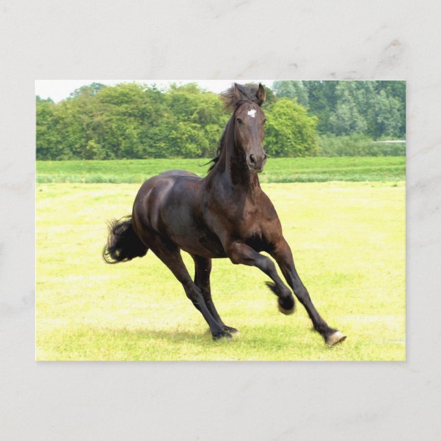 Galloping Horse Postcard (Front)