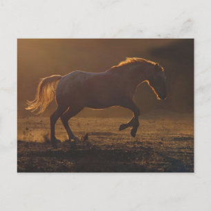 Galloping Horse Postcard With Back Lighting