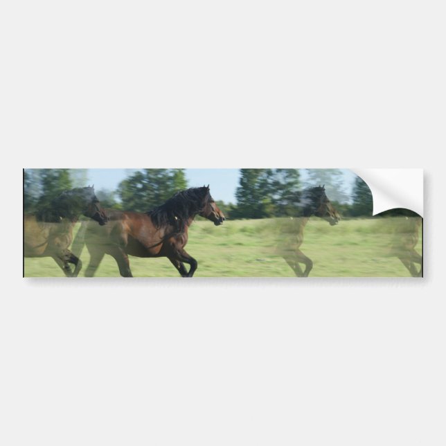 Galloping Mustangs Bumper Sticker (Front)