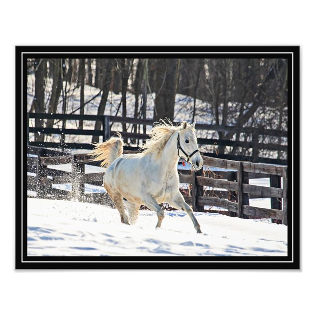 Galloping White Horse Photo Print (Front)