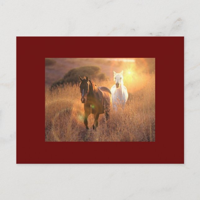 Galloping Wild Horses Postcard (Front)