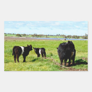 Galloway Cow Family In The Country, Sticker