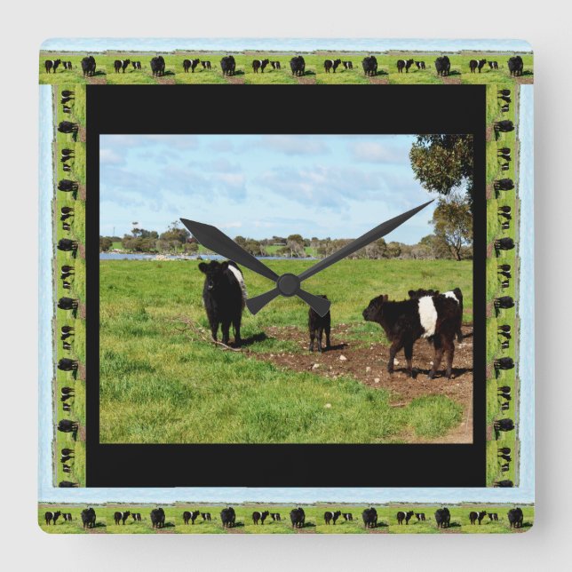 Galloway Cow Generations, Square Wall Clock (Front)