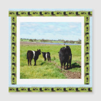 Galloway Cows Framed, Magnetic Card