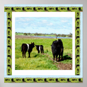Galloway Cows Framed, Poster