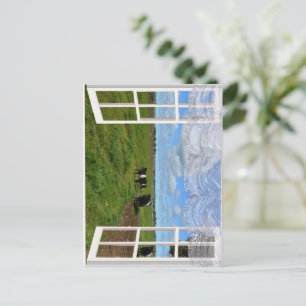 Galloway Cows Through a Window, Postcard