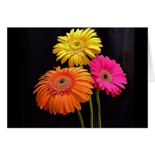 GALORE GERBERAS 2