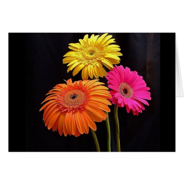 GALORE GERBERAS 2 (Devant horizontal)