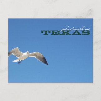 Galveston Island Texas Seagull Travel Postcard