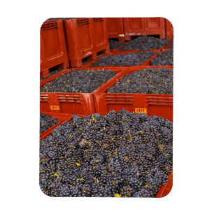 Gamay grapes just in from the harvest at the magnet