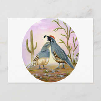 Gambel Quails Postcard