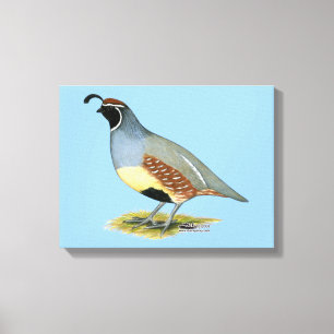 Gambel's Desert Quail Canvas Print