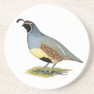 Gambel's Desert Quail Coaster