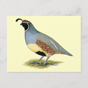 Gambel's Desert Quail Postcard