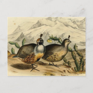 Gambels Partridge Postcard
