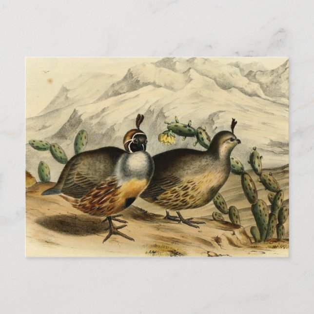 Gambels Partridge Postcard (Front)