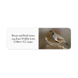 Gambel's Quail
