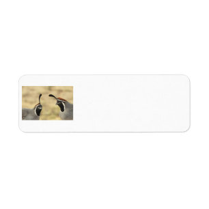 Gambel's Quail Address Labels