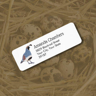 Gambel's Quail Bird Illustration