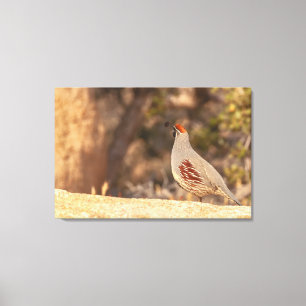 Gambel's Quail Canvas Print