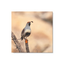 Gambel's Quail 