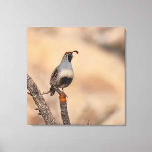 Gambel's Quail  Canvas Print