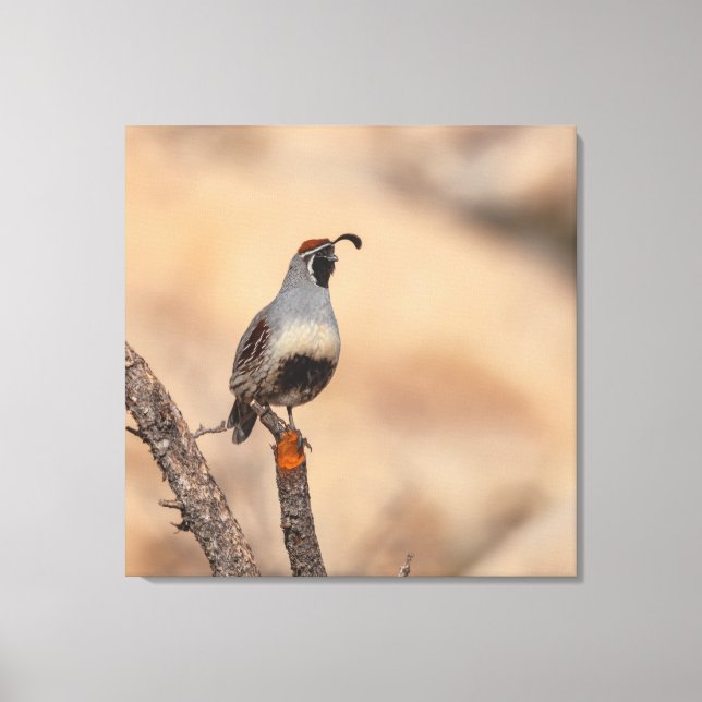 Gambel's Quail  Canvas Print (Front)