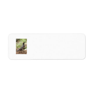 Gambel's Quail et chick étiquettes de adresse