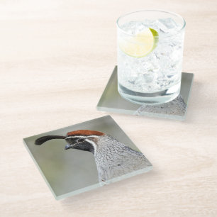 Gambel's Quail Glass Coaster