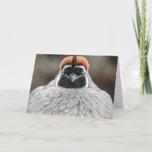 Gambel's Quail Notecard