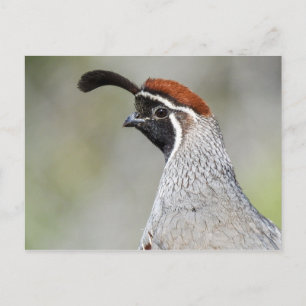 Gambel's Quail Postcard