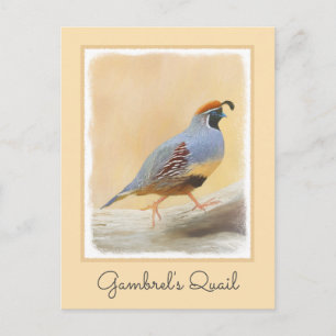 Gambrel's Quail Painting Original Bird Art Postcard