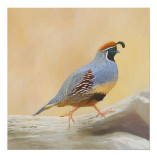 Gambrel's Quail Painting Original Bird Art Poster
