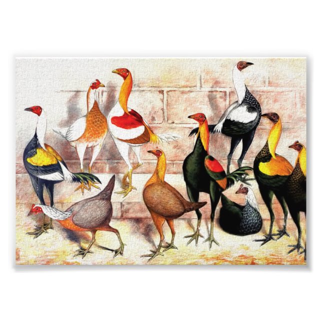 "Game Bantams" Vintage Illustration Photo Print (Front)
