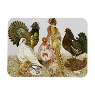 Game Birds Magnet