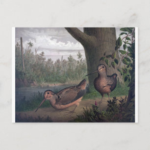game-birds-woodcocks-painting. postcard