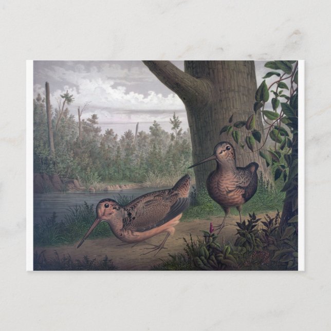 game-birds-woodcocks-painting. postcard (Front)