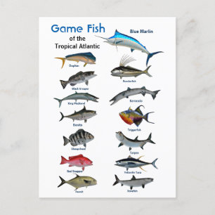 Game fish of the Tropical Atlantic Postcard
