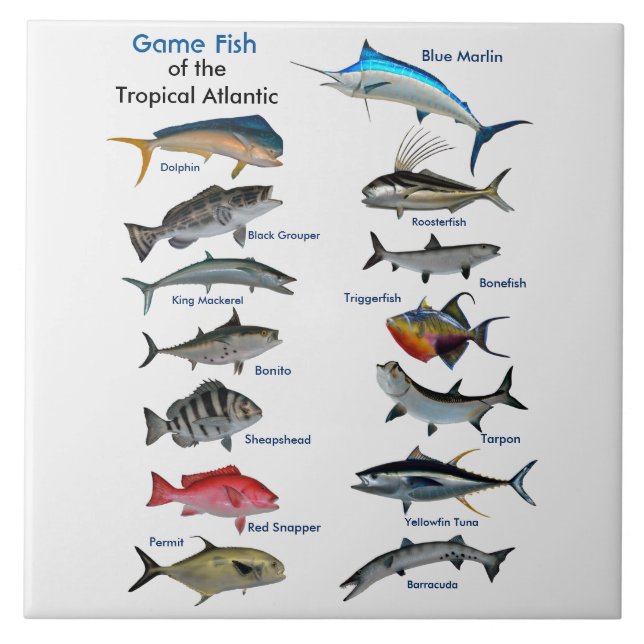 Game Fish of the Tropical Atlantic poster Tile (Front)