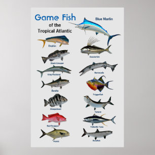 Game fish of Tropical Atlantic Ocean Poster