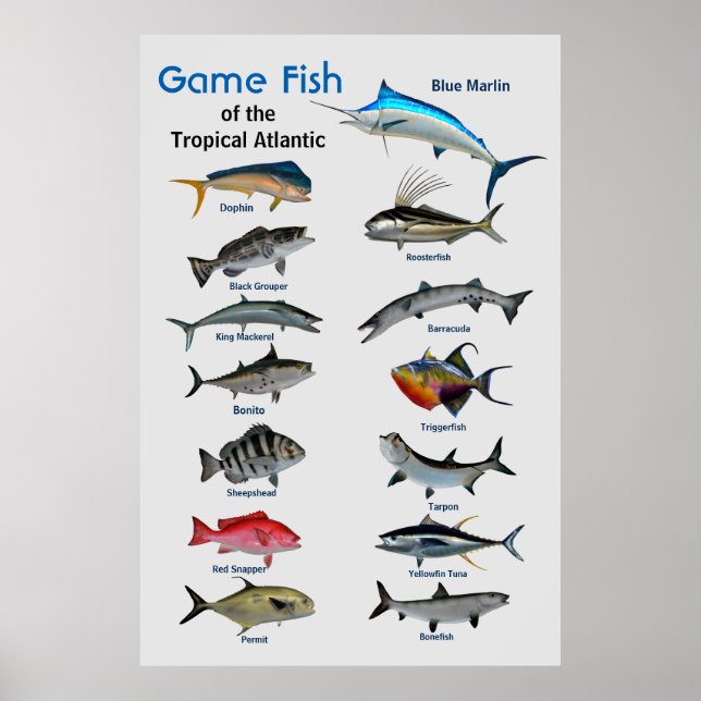 Game fish of Tropical Atlantic Ocean Poster (Front)