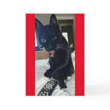 game invitation remote cat funny