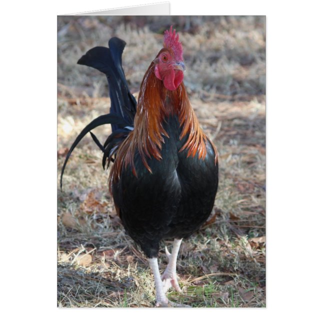 Game Rooster photo (Front)