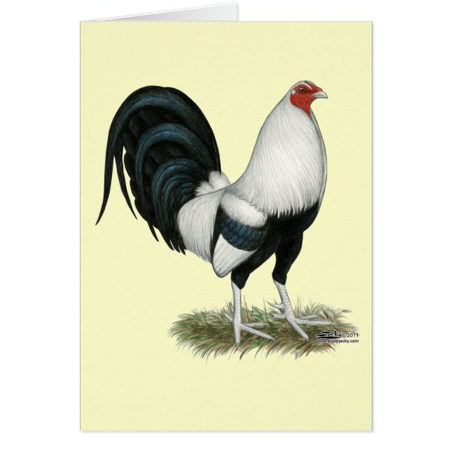 Gamecock argenté (Devant)